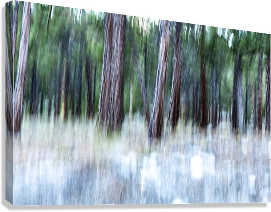 ICM forest Monck Park Nicola Valley B.C Canvas Print