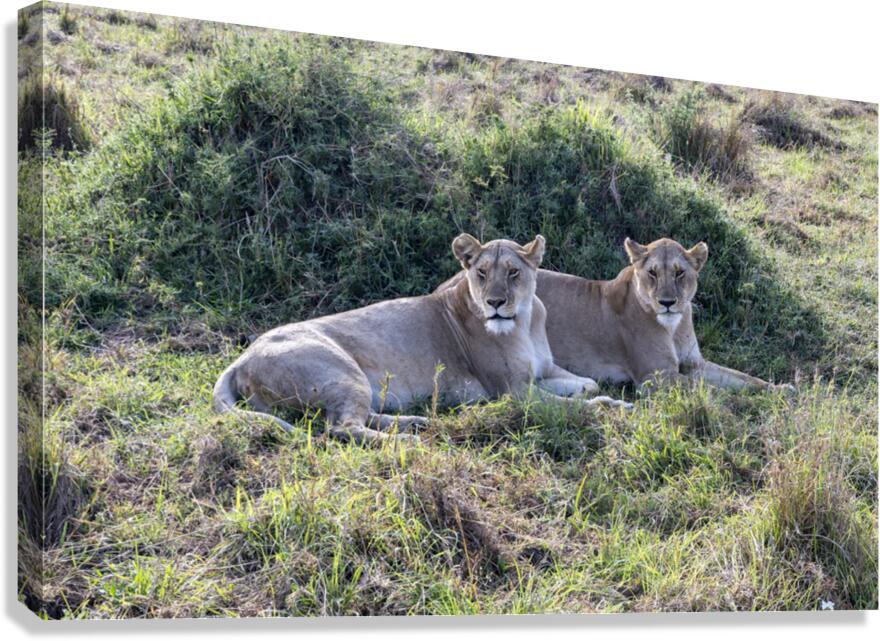 Ashnil Masai Mara Canvas Print