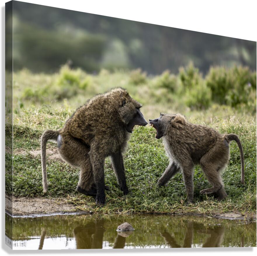 Baboons Lake Nakuru kenya Canvas Print