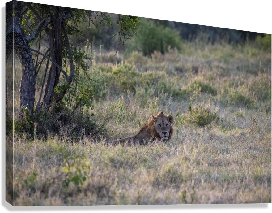 Lion Lake Nakuru kenya Canvas Print