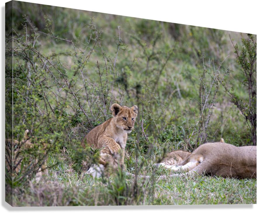 Lion cub masai mara Canvas Print