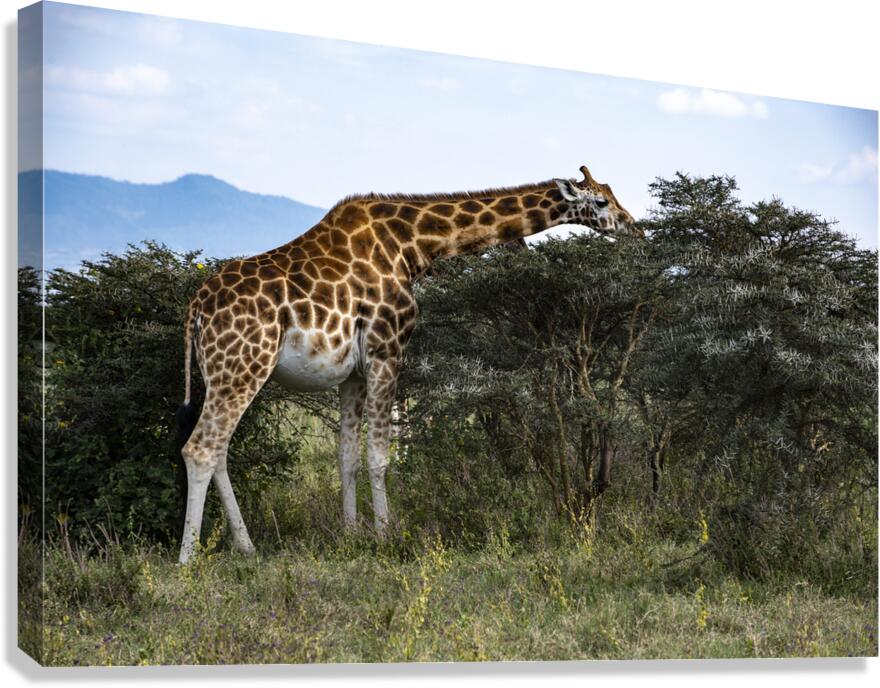 Giraffe Lake Nakuru kenya Canvas Print