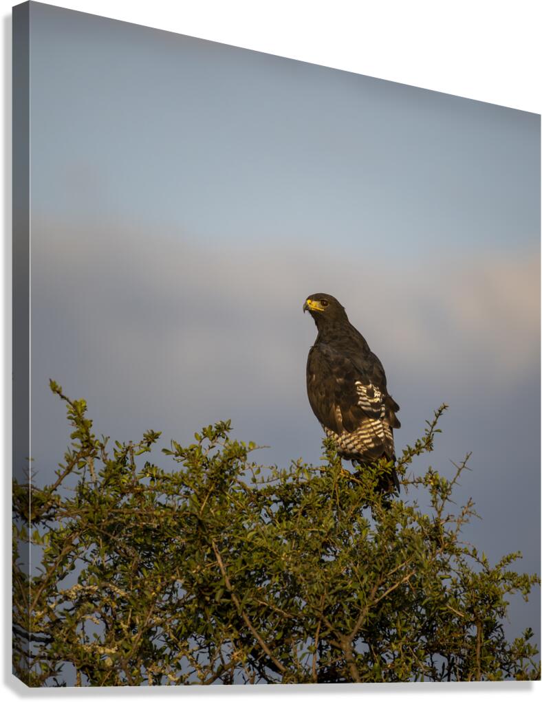 Hawk Lake Nakuru kenya Canvas Print