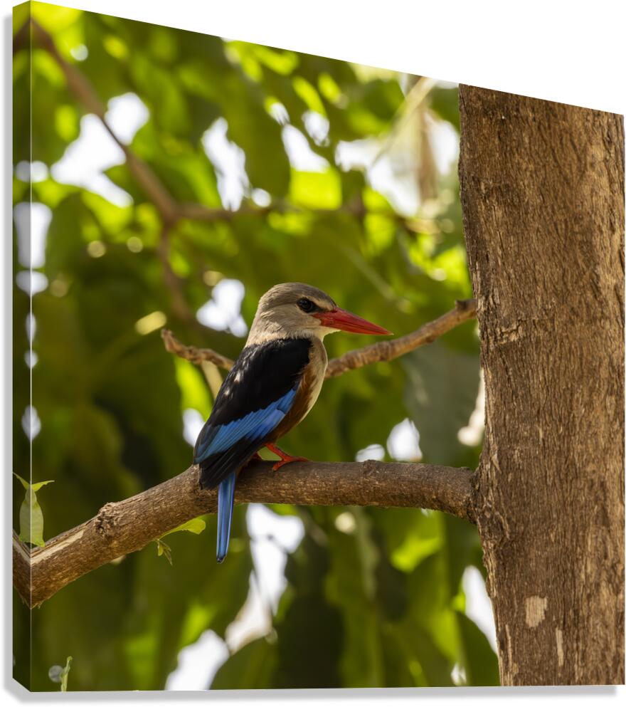 Grey headed kingfisher Amboseli National Park Kenya Canvas Print