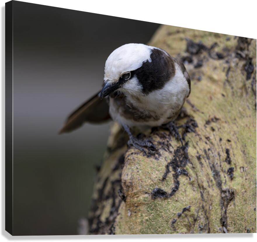 Southernwhite crowned shrike Sweetwaters kenya Canvas Print