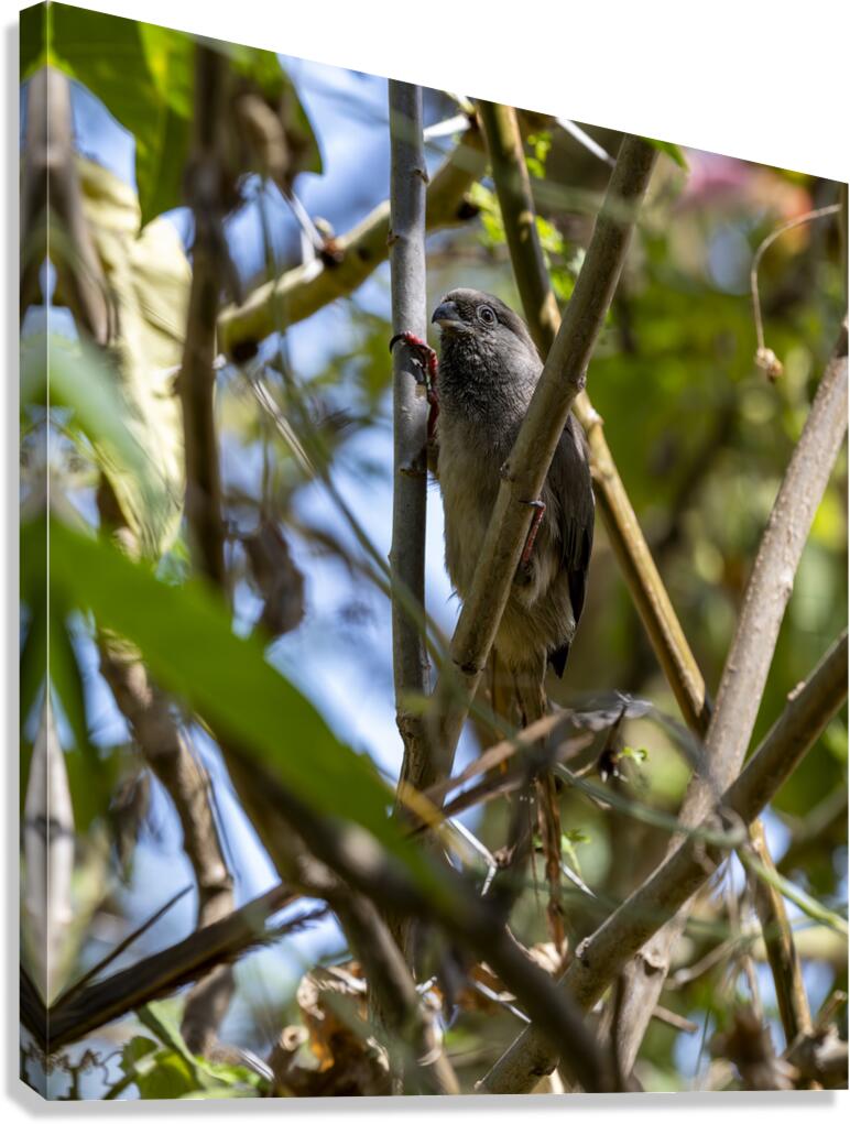 Speckled mousebird Sweetwaters kenya Canvas Print
