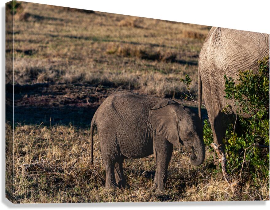 African elephant Canvas Print