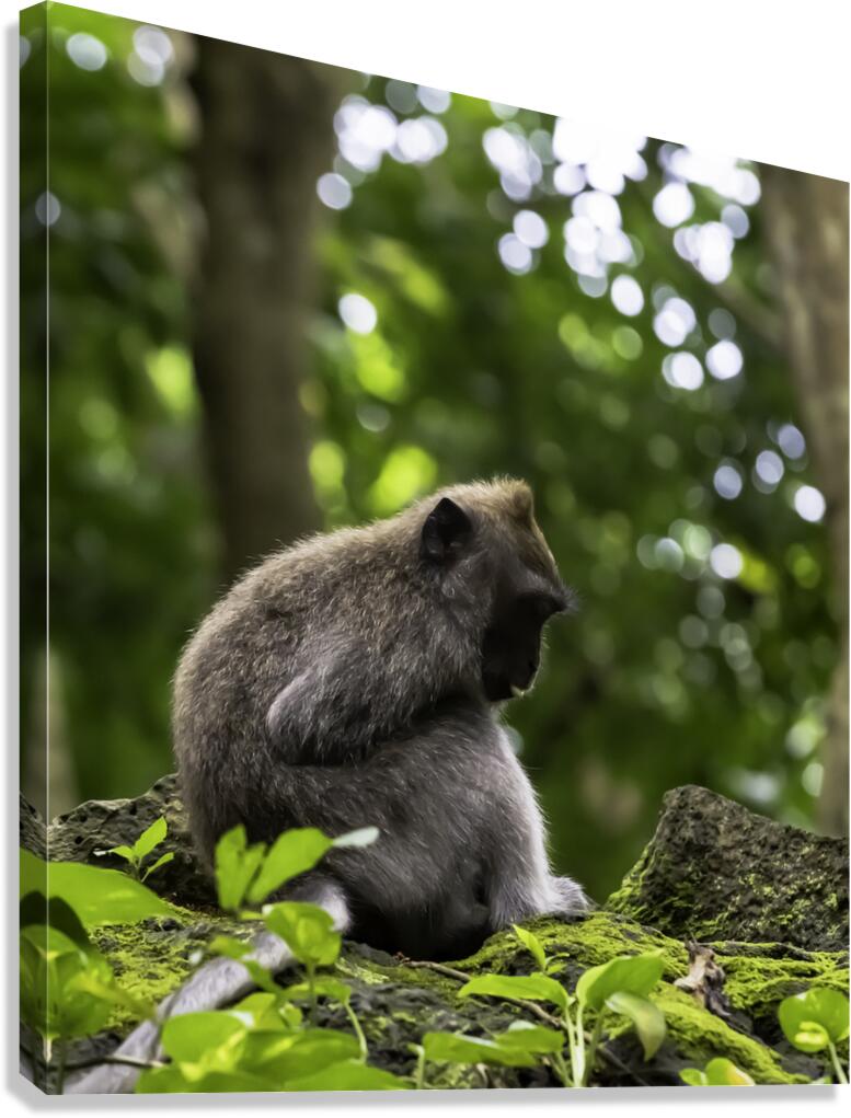 Monkey Forest Bali Canvas Print