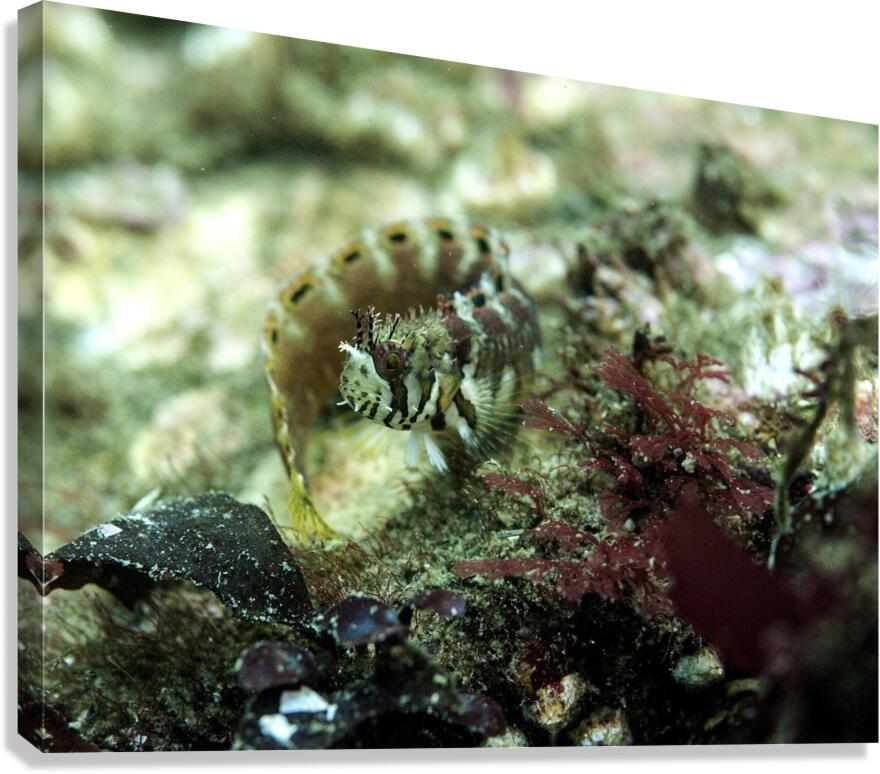 Decorated Warbonnet Canvas Print