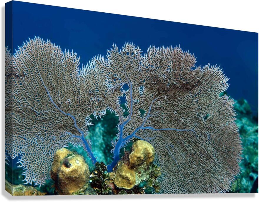 Fan coral Canvas Print