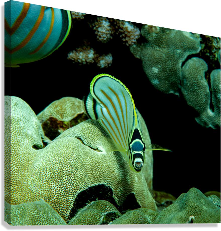 Ornate butterfly fish place of refuge hawaii Canvas Print