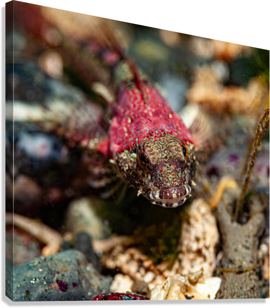 Scalyhead sculpin Keystone jetty Washington state  Canvas Print