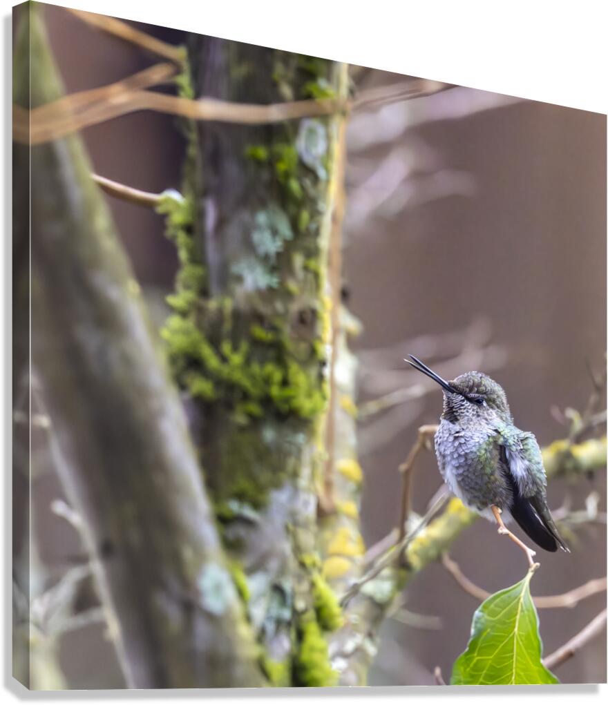Anns hummingbird perched on a branch Canvas Print