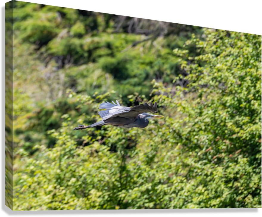 rifel bird sanctuary 2 Canvas Print