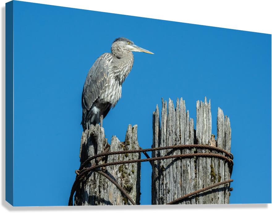 Great Blue Haron Fraser River Fort Langley 3 Canvas Print