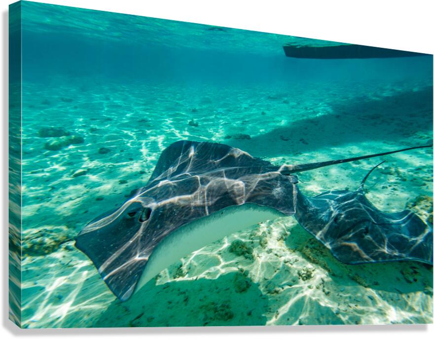 Sting rays Canvas Print