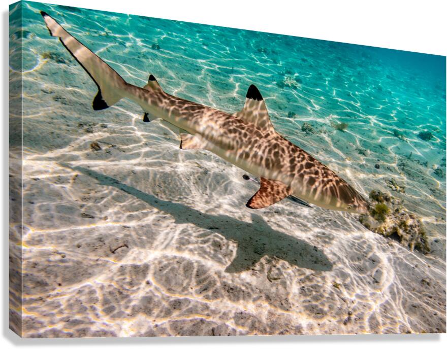 Black Tip Shark 3 Canvas Print