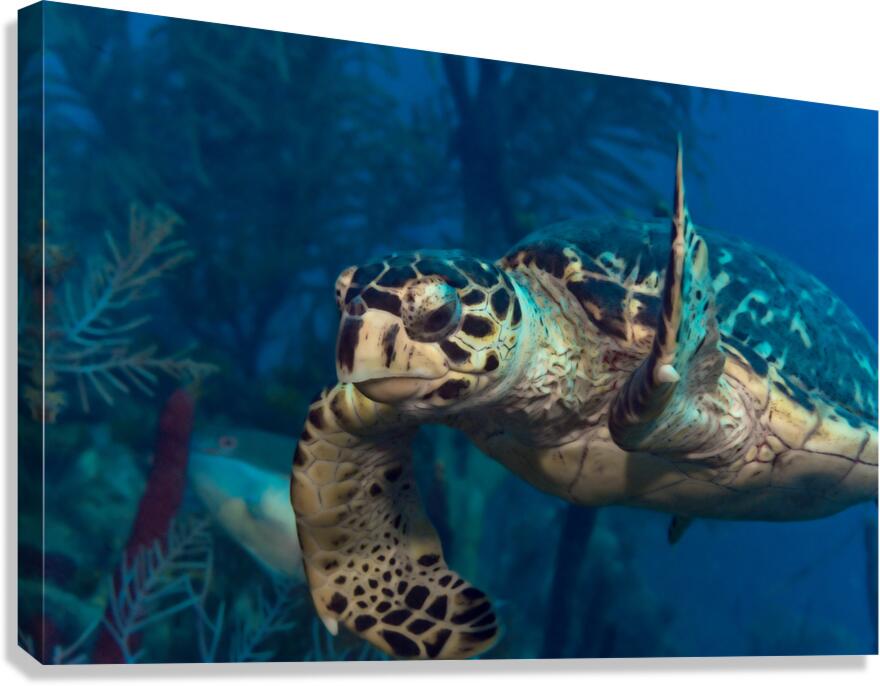 Hawksbilled turtle  Canvas Print