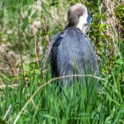 Great Blue Haron