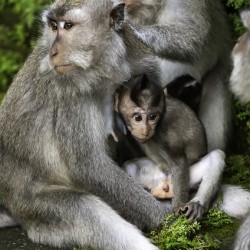 Monkey Forest Bali