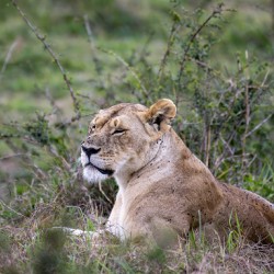 Lionness masai mara