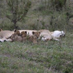 Lions masai mara