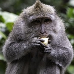 Monkey Forest Bali