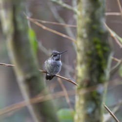 Anns Hummingbird  Fort Langley 