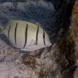 Convict Tang 2