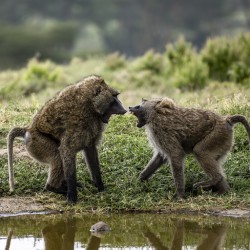 Baboons Lake Nakuru kenya