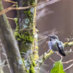 Anns hummingbird perched on a branch