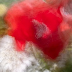 Poppy ICM