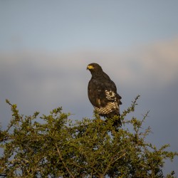 Hawk Lake Nakuru kenya