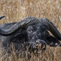 Water Buffalo Sweetwaters kenya