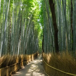 Bamboo forest Kyoto Japan