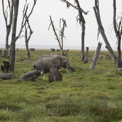 Elephant Amboseli National Park Kenya