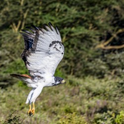 Augur buzzard Lake Nakuru kenya