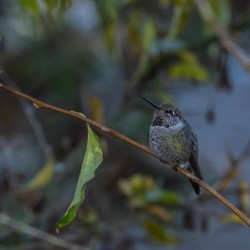 Rufous Hummingbird 3