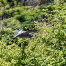 rifel bird sanctuary 2