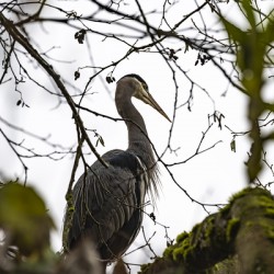 Great blue heron Chilliwack B.C
