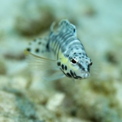 Blenny 