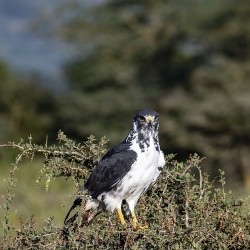 Augur Buzzard Lake Nakuru Lodge Africa 