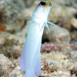 Yellowhead Jawfish