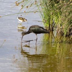 White faced Ibis Sweetwaters kenya
