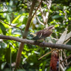 Bird of Paradise Papua New Guinea 