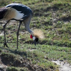 Crowned Crane