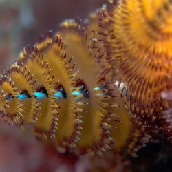 Chritmas tree worm