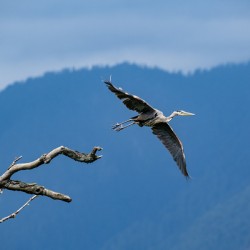 Great blue heron Pitt lake B.C