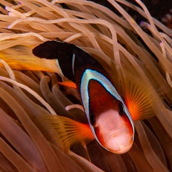 Clown Fish Philippines