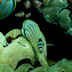 Ornate butterfly fish place of refuge hawaii